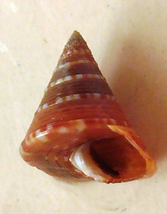 Calliostoma funiculatum?